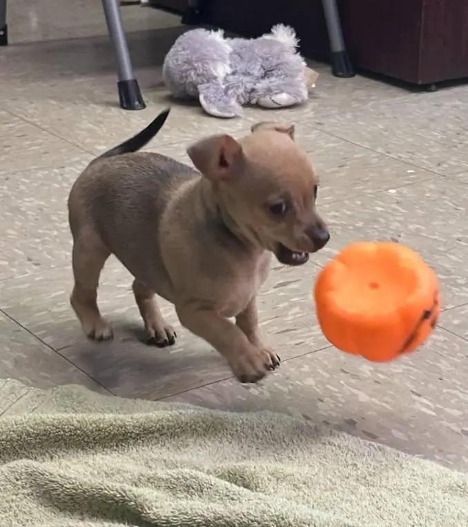 Enlarge Mary Ann, a Adoptable mixed breed in Wichita, KS image 1/1