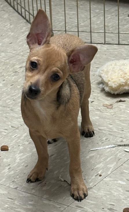 Mary Ann, Adoptable, Young Female Miniature Pinscher & Chihuahua.