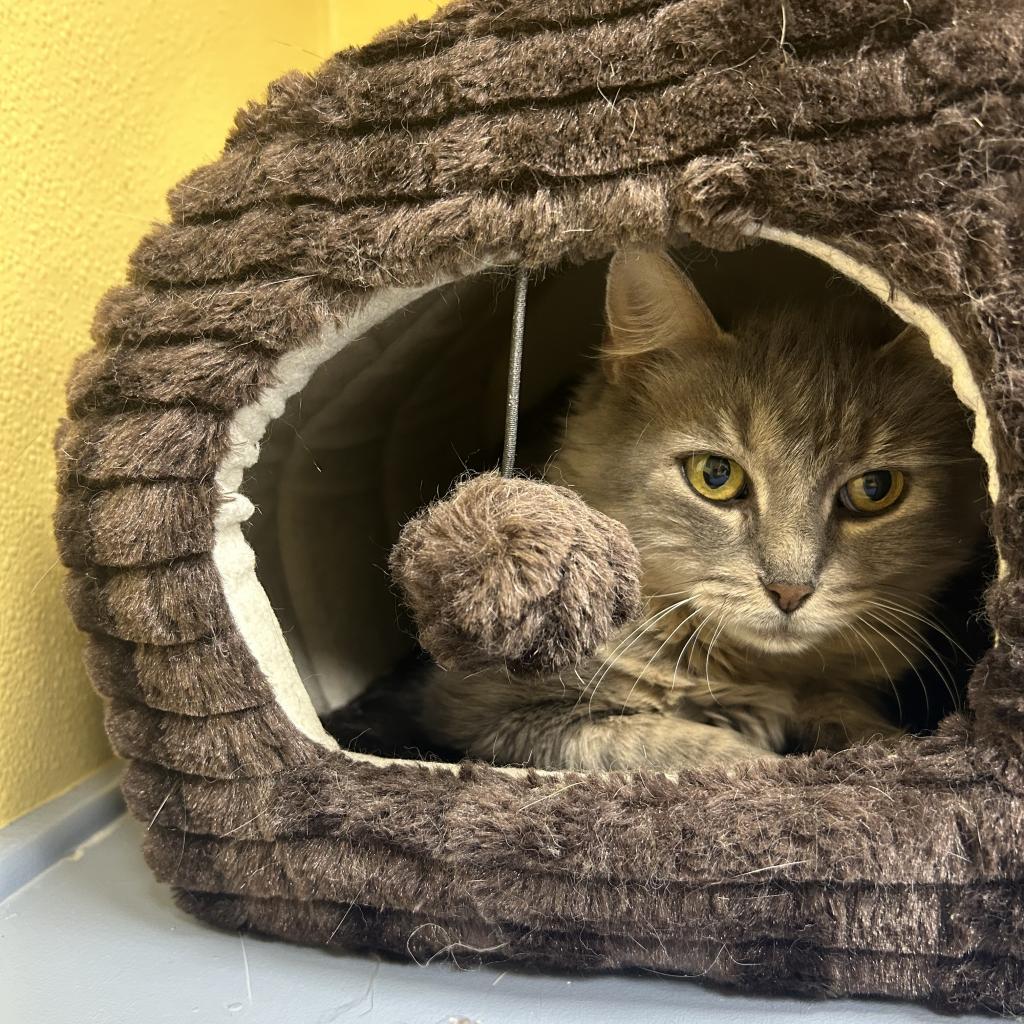 Enlarge Layton fka Layla, a Adoptable Domestic Long Hair in Lindenwold, NJ image 1/2