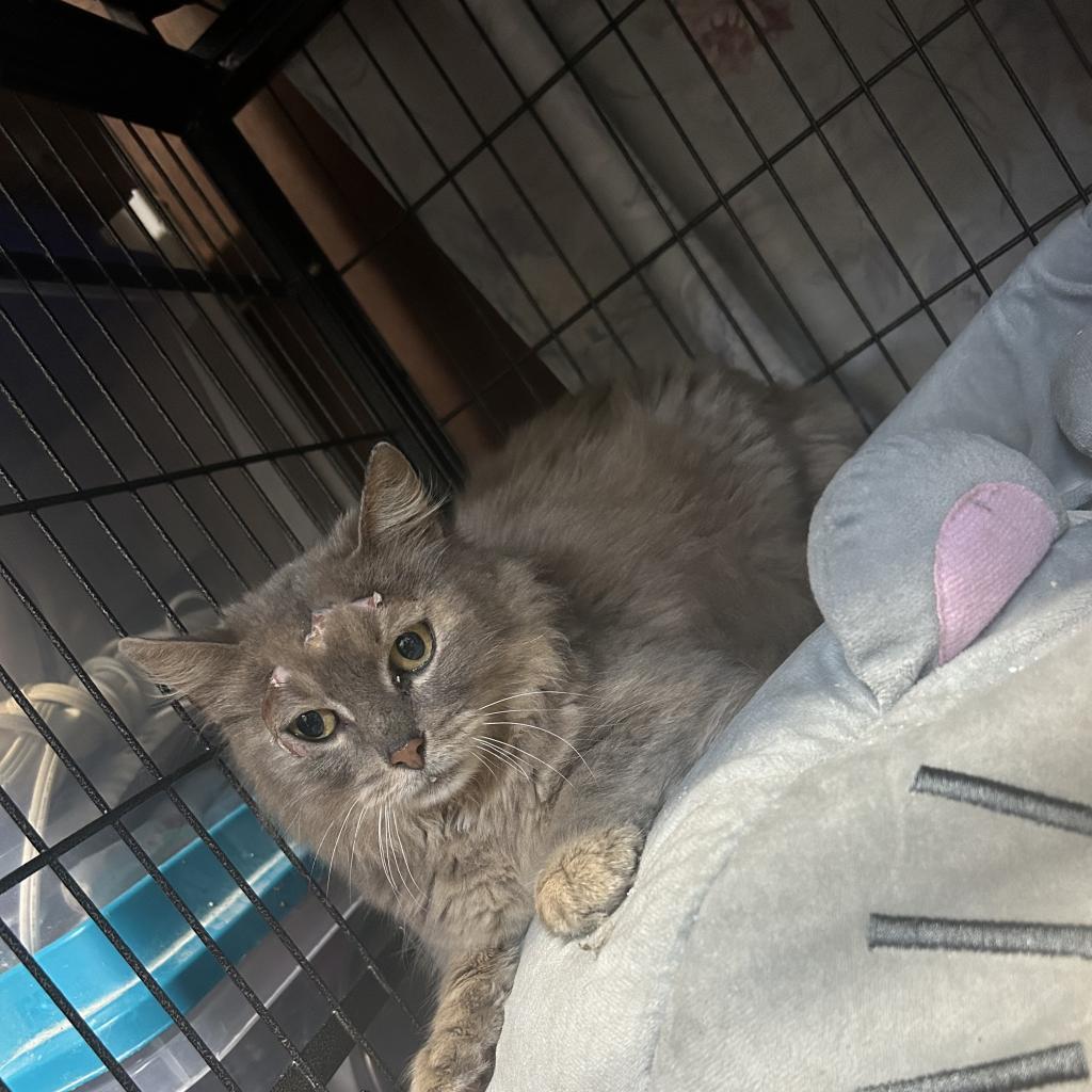 Layton fka Layla, a Adoptable Domestic Long Hair in Lindenwold, NJ image 1/2