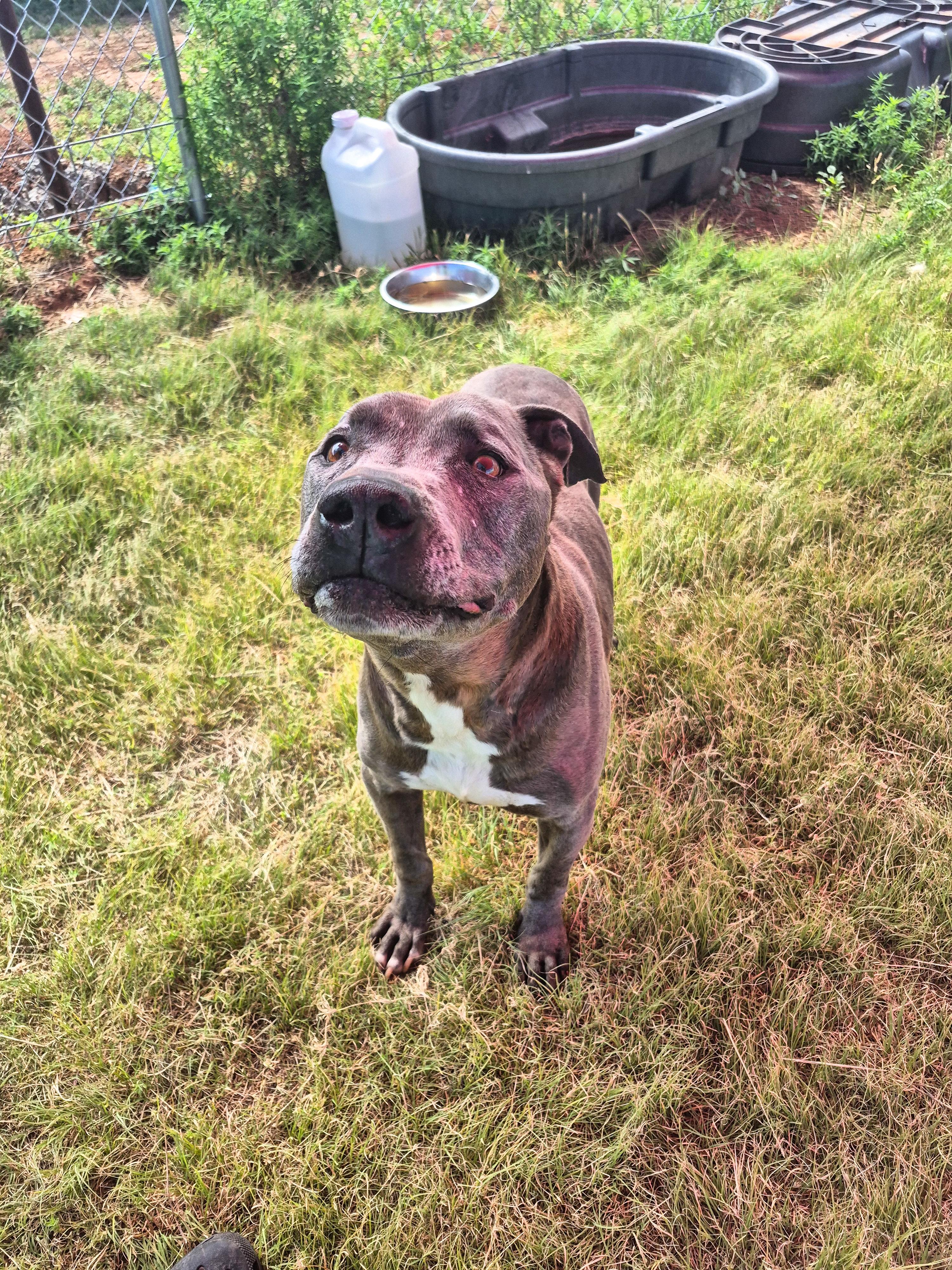 Greyson, an adoptable Pit Bull Terrier in Canyon, TX, 79015 | Photo Image 1