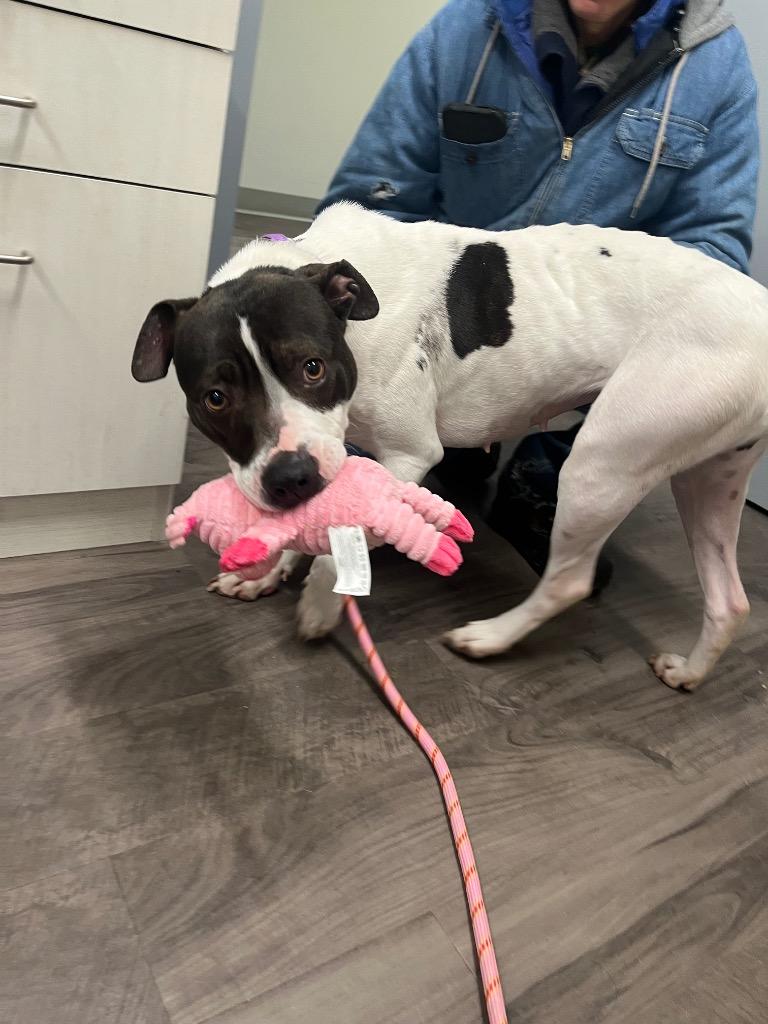 Daisy Moo Cow, Adoptable, Young Female Terrier.