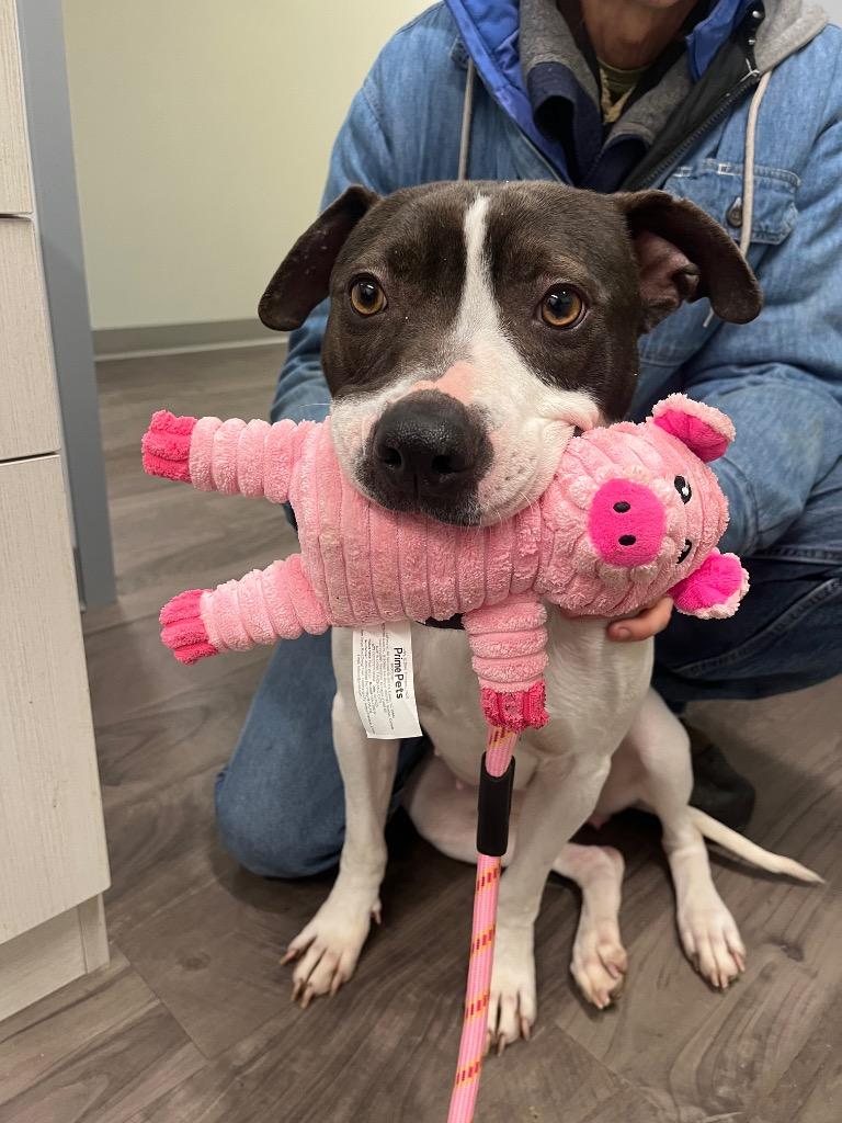 Enlarge Daisy Moo Cow, a Adoptable Terrier in Auburn, IN image 2/4