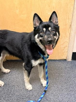 Zorro, Adoptable, Adult Male German Shepherd Dog & Mixed Breed.