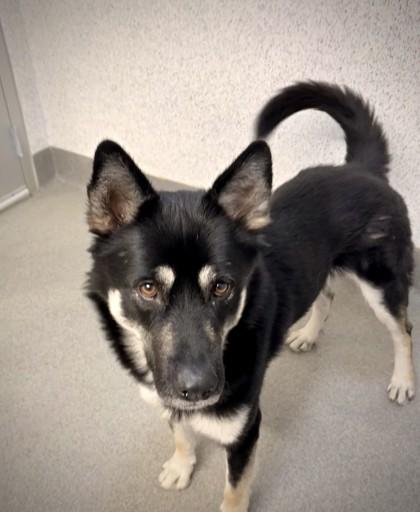 Zorro, Adoptable, Adult Male German Shepherd Dog & Mixed Breed.