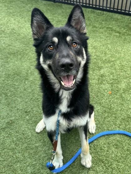 Zorro, Adoptable, Adult Male German Shepherd Dog & Mixed Breed.