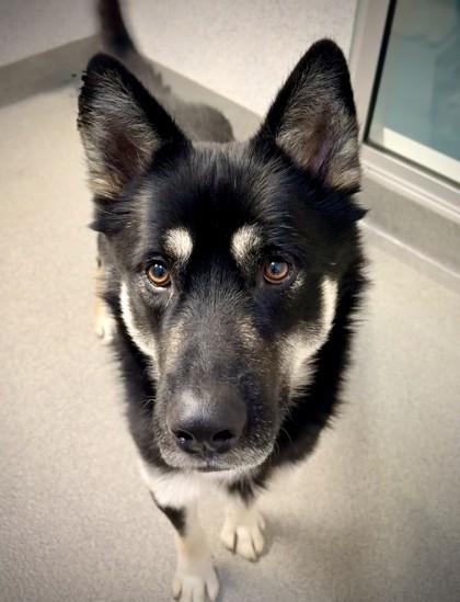 Enlarge Zorro, a Adoptable mixed breed in Roseville, CA image 3/3