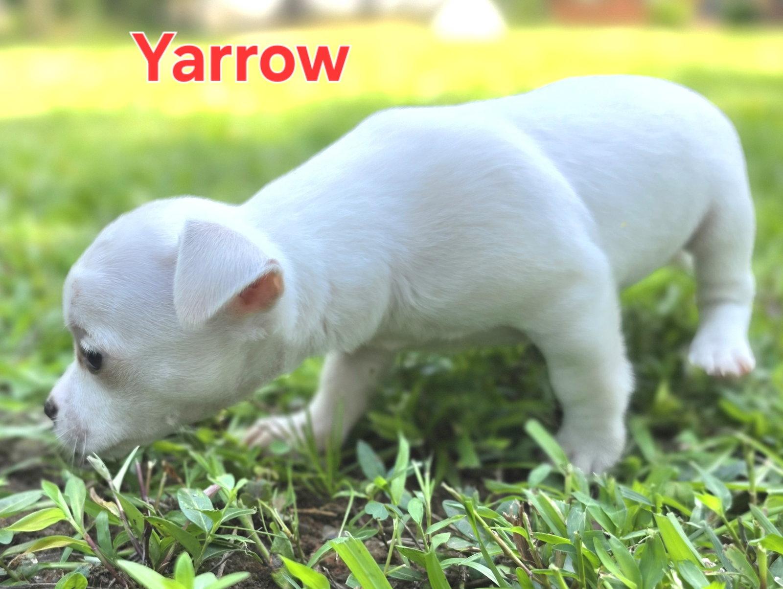 Yarrow, Adopted, Puppy Female Chihuahua.