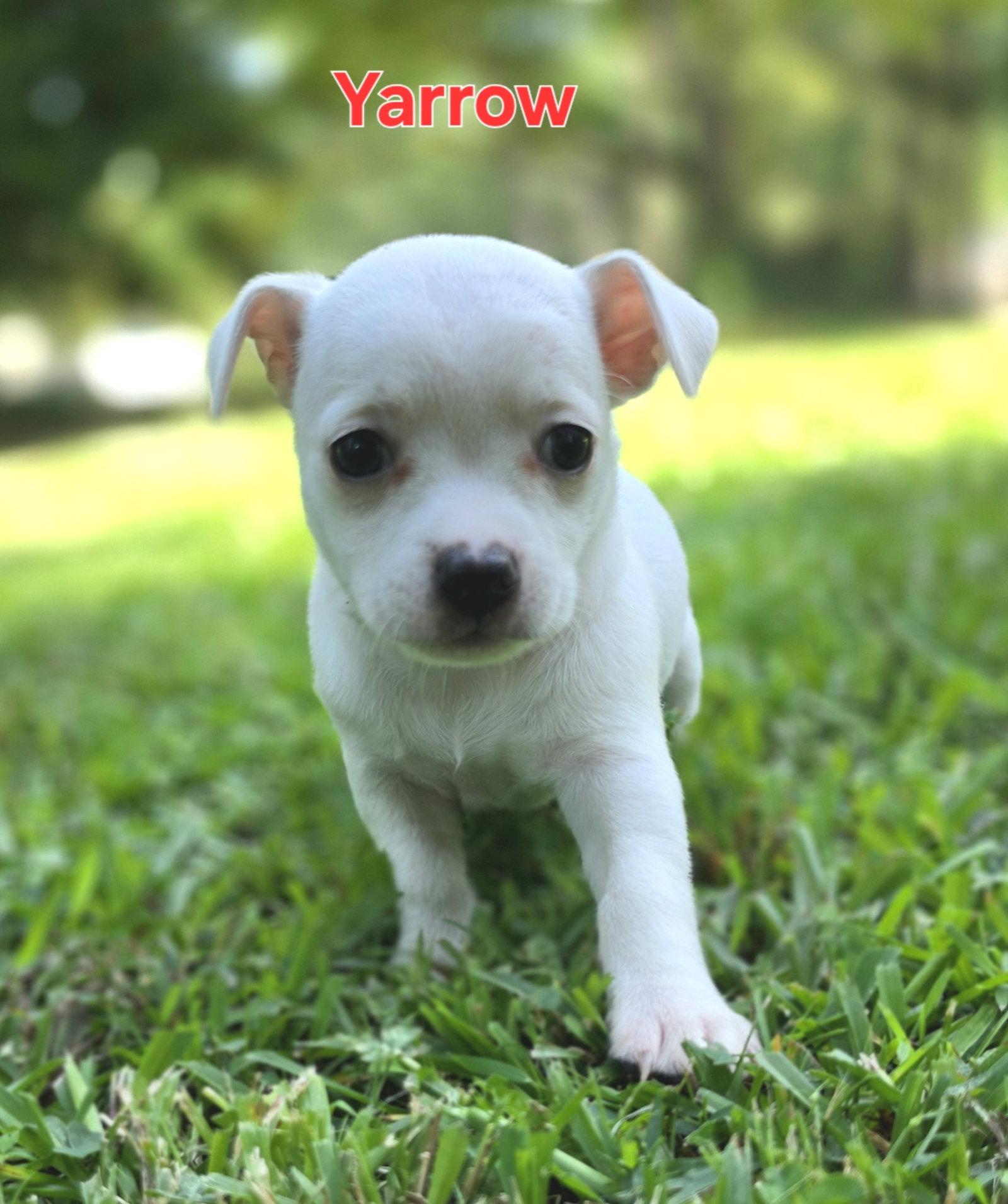 Enlarge Yarrow, a Adopted Chihuahua in Alpharetta, GA image 3/3