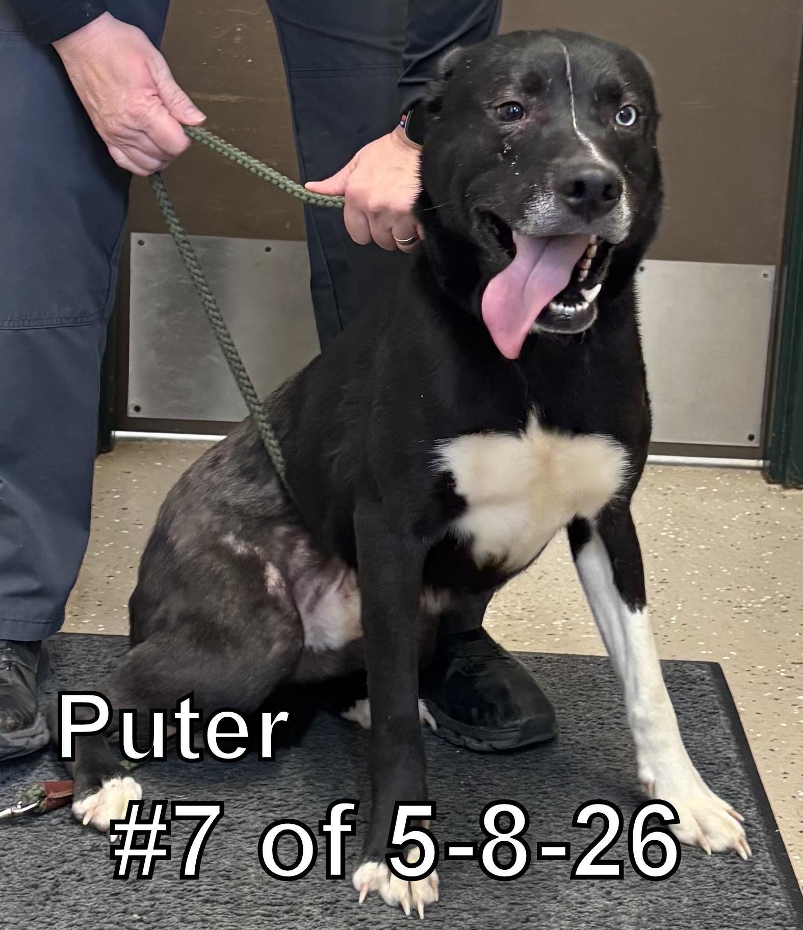 Enlarge Pewter 7 of 5-8-26, an adopted mixed breed in Gaylord, MI image 1/1