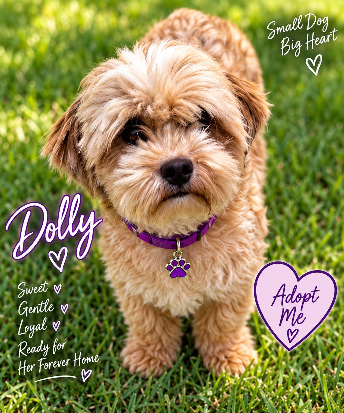 Dolly, Adopted, Adult Male Maltese.
