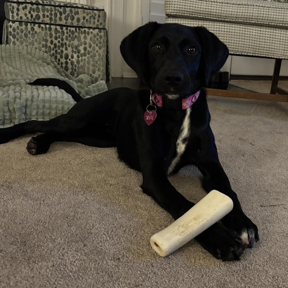 Maggie, ADOPTABLE, Puppy Female Labrador Retriever.