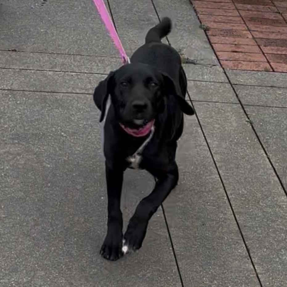 Enlarge Maggie, a ADOPTABLE mixed breed in Rock Hill, SC image 6/6