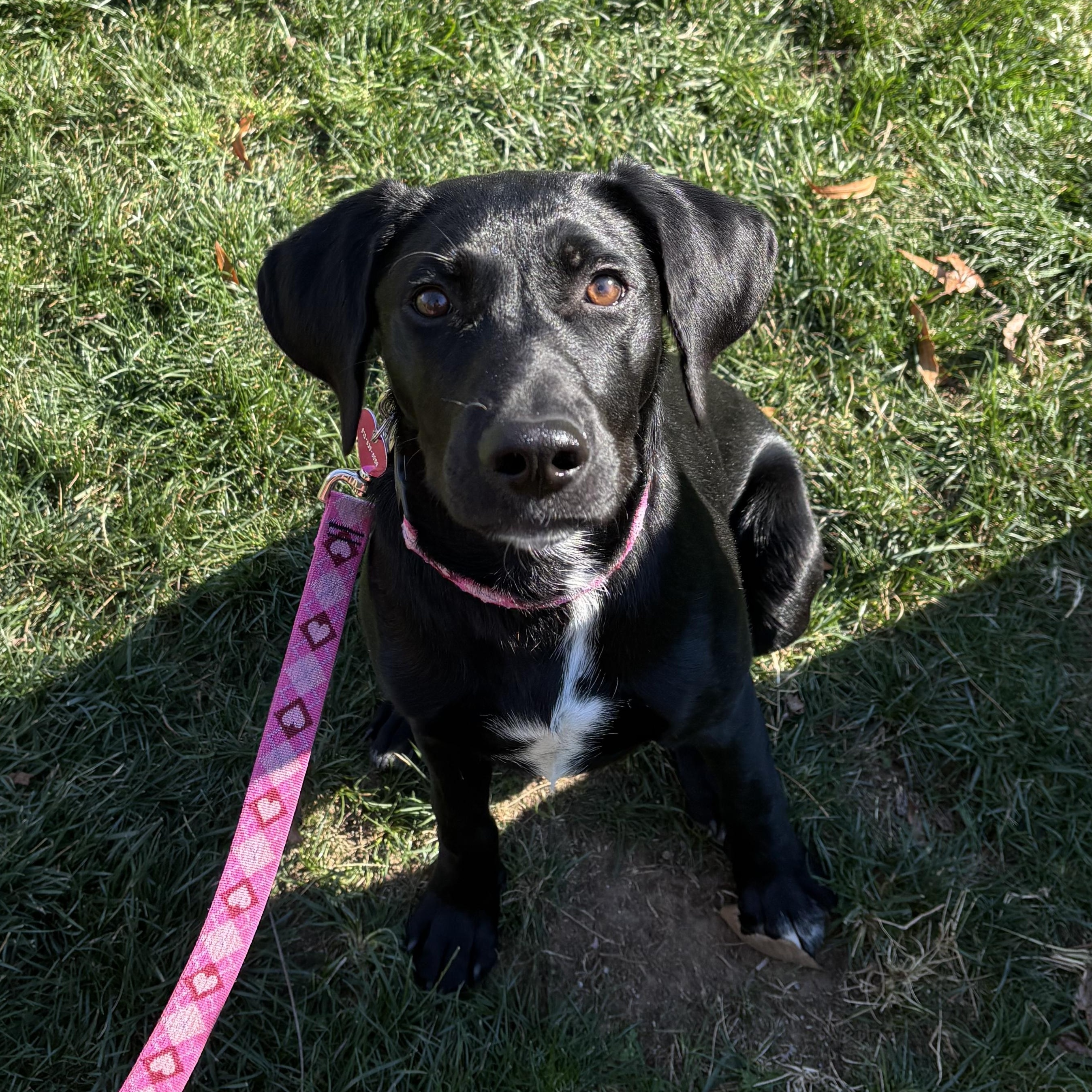 Enlarge Maggie, a ADOPTABLE mixed breed in Rock Hill, SC image 3/6
