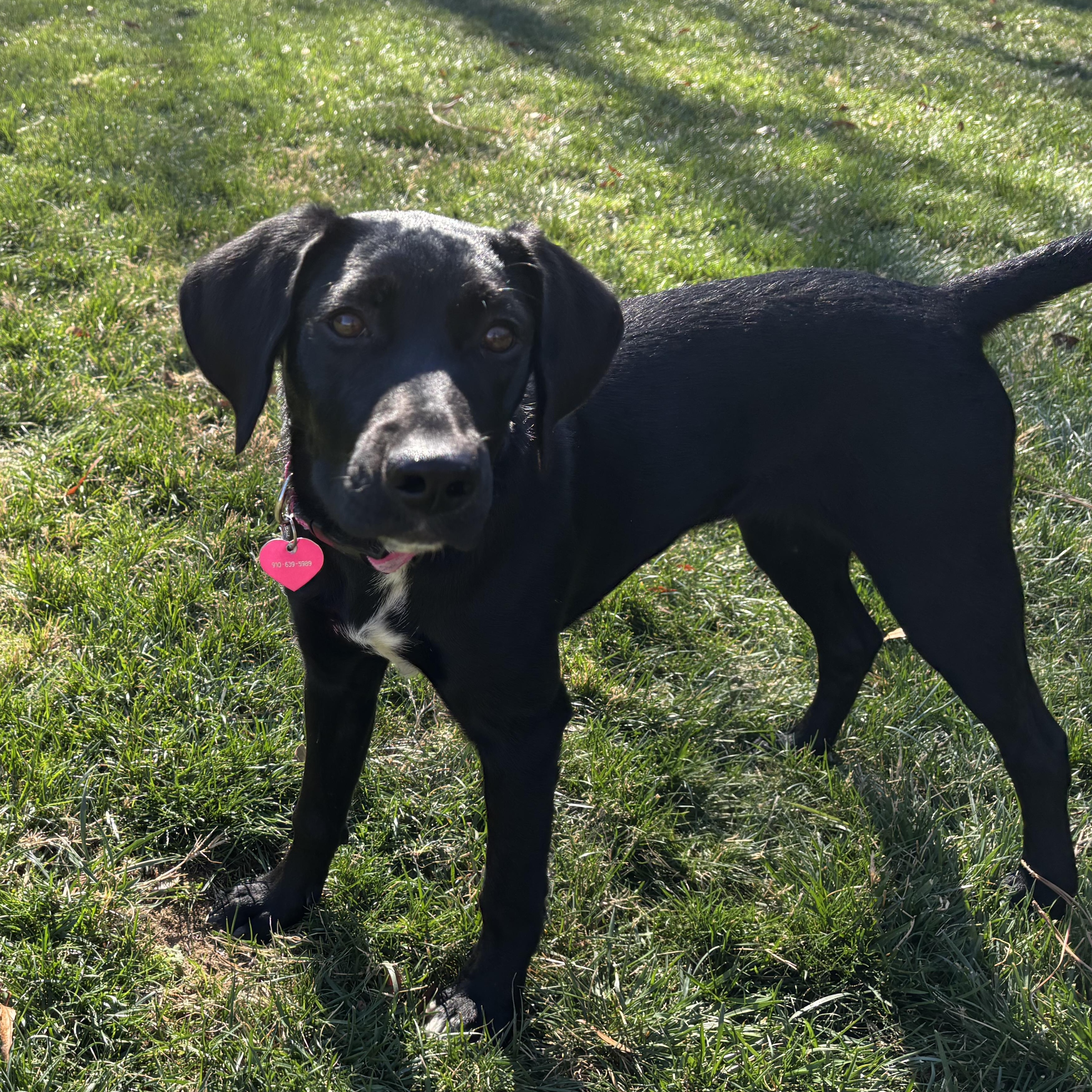 Enlarge Maggie, a ADOPTABLE mixed breed in Rock Hill, SC image 4/6