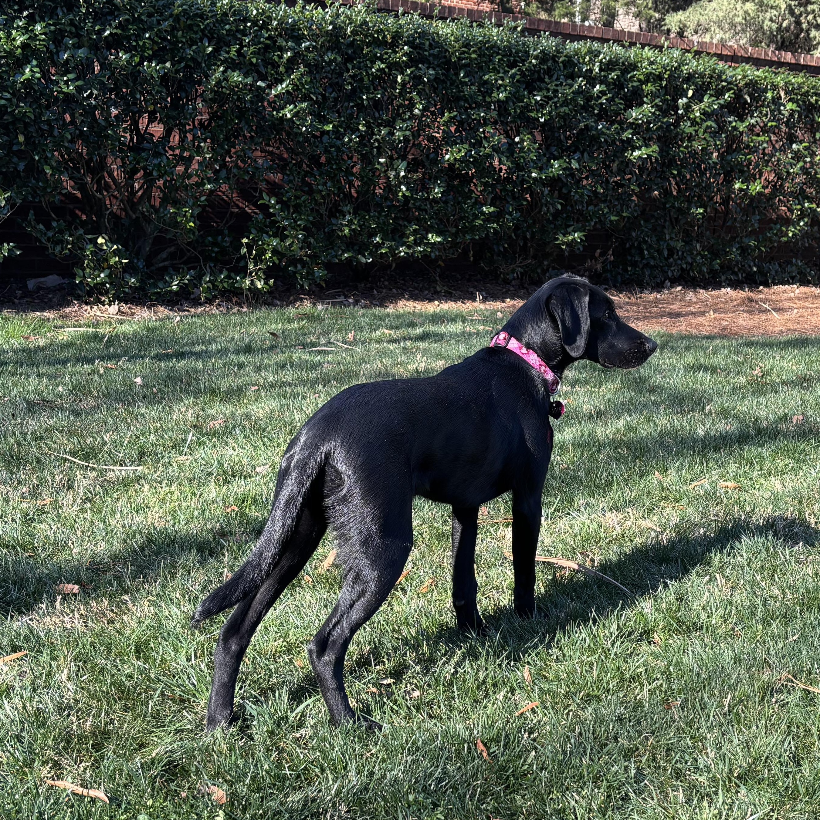 Enlarge Maggie, a ADOPTABLE mixed breed in Rock Hill, SC image 5/6