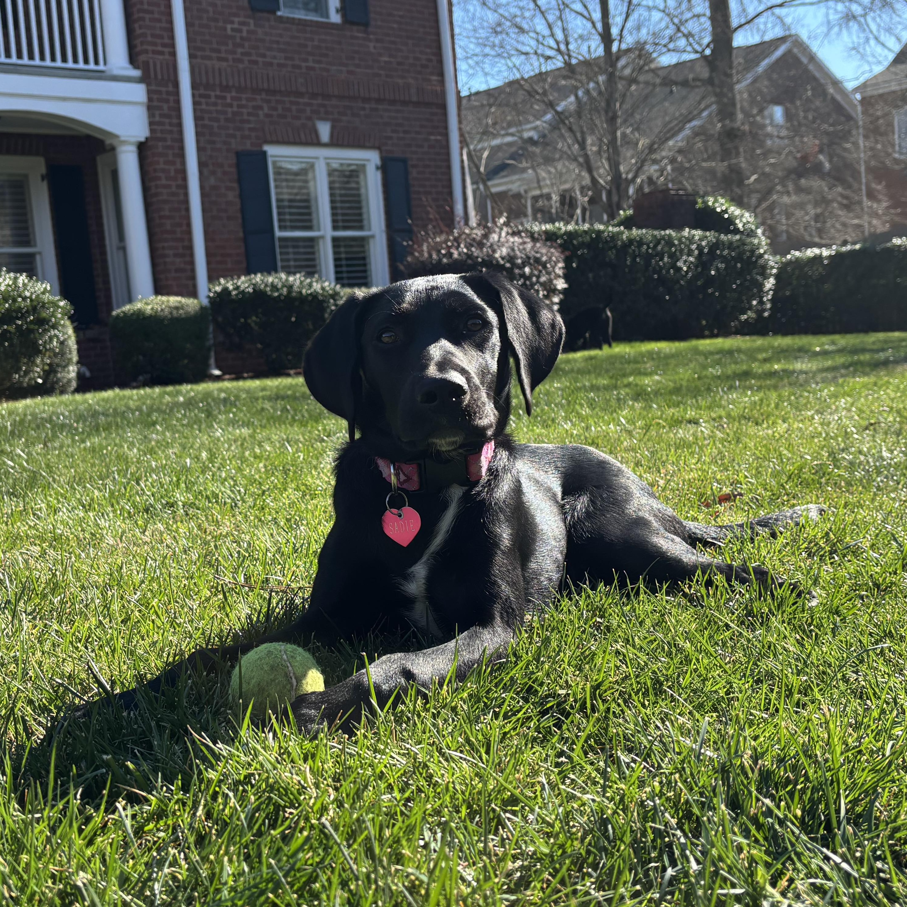 Enlarge Maggie, a ADOPTABLE mixed breed in Rock Hill, SC image 2/6