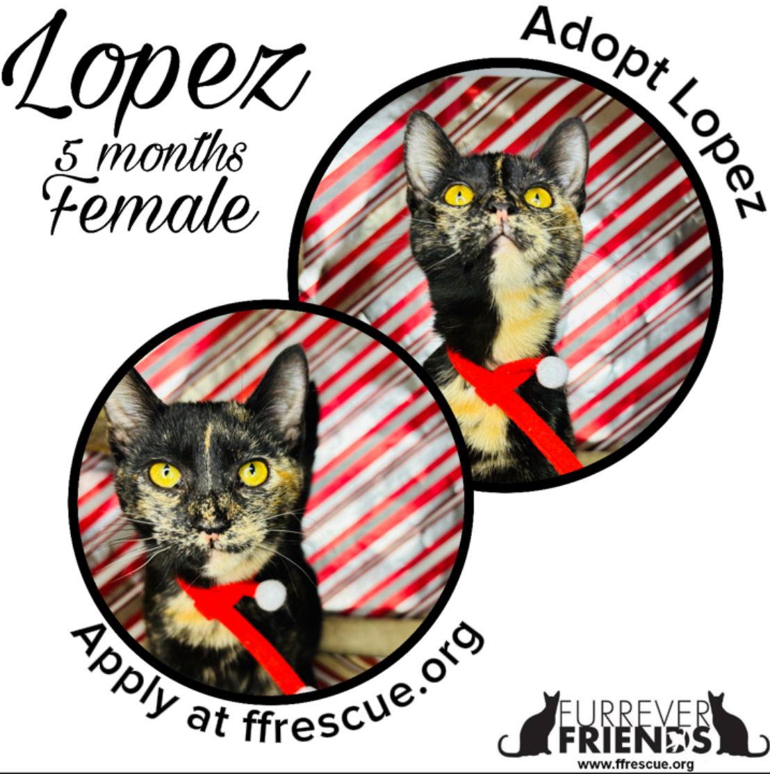 Lopez, Adoptable, Young Female Domestic Short Hair.