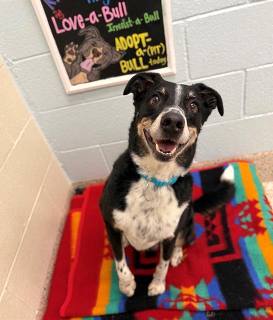 BERKELEY, Adoptable, Adult Male Labrador Retriever & Mixed Breed.