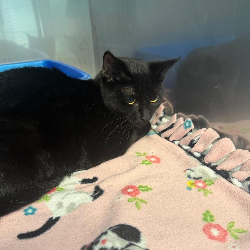 Poker, Adoptable, Young Female Domestic Short Hair.