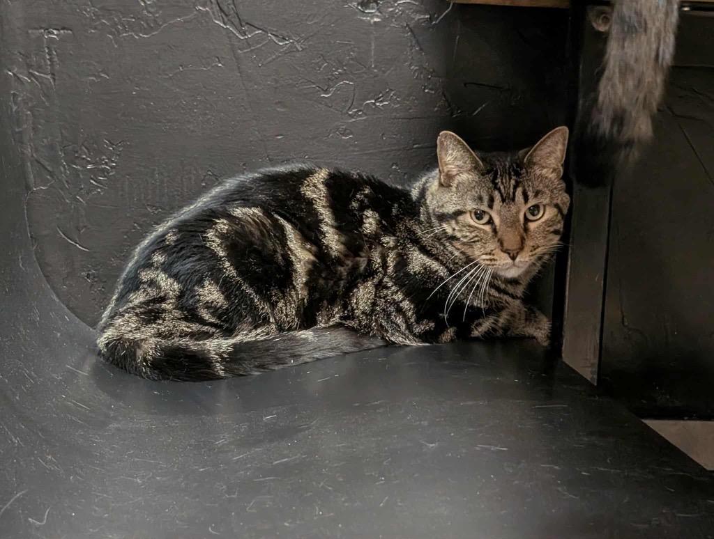 Enlarge Reece (Classic), a Adopted Tabby in Grand Junction, CO image 1/1