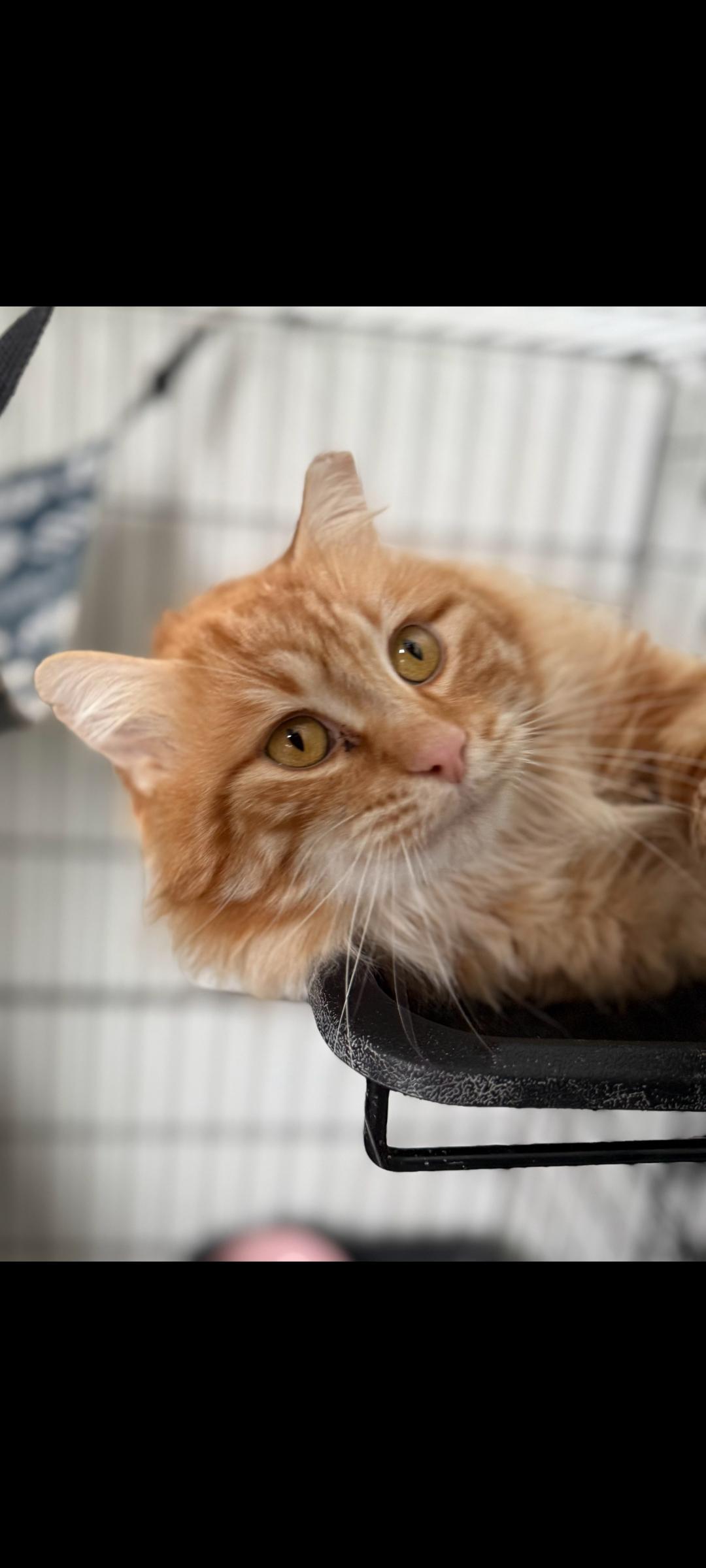 Enlarge Firecracker, a ADOPTABLE Domestic Long Hair in Fertile, MN image 2/2