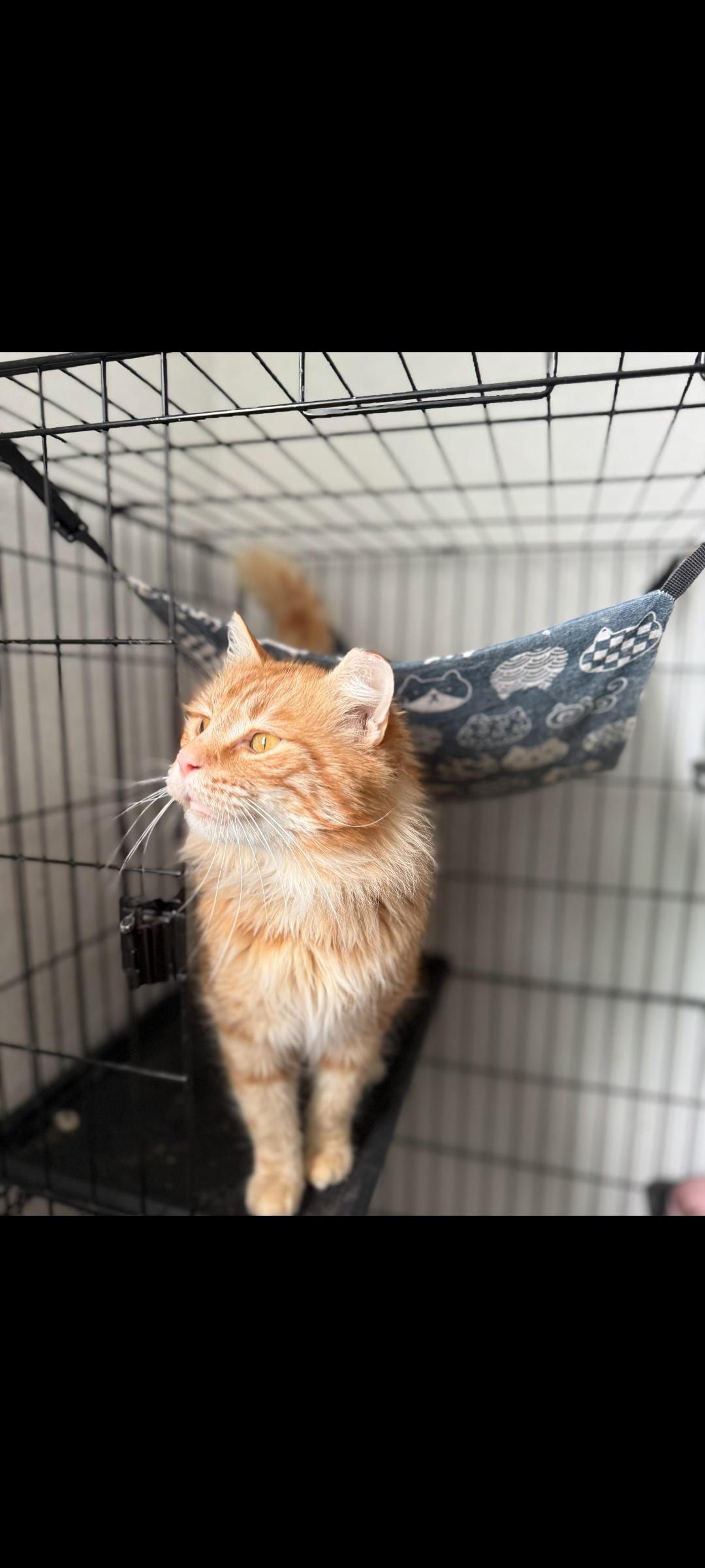 Firecracker, ADOPTABLE, Adult Female Domestic Long Hair.