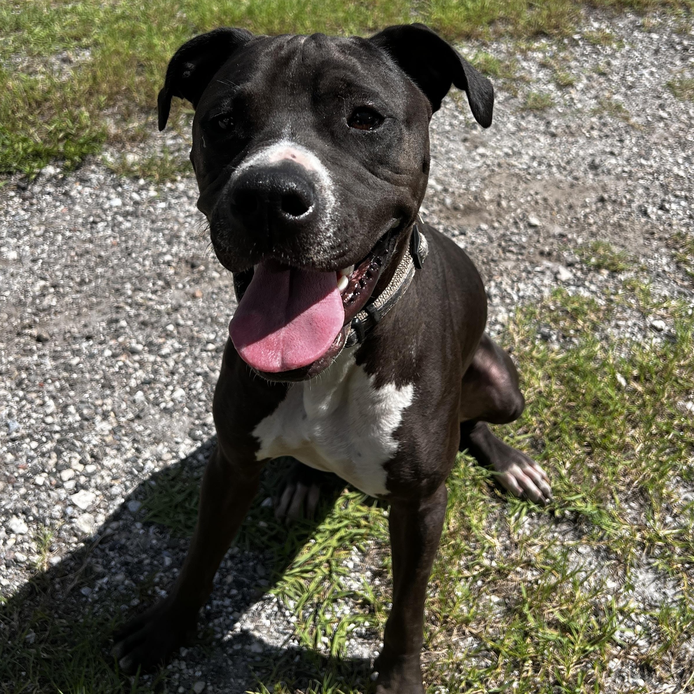DAISY-MAY, Adoptable, Young Female American Hairless Terrier & Greyhound.