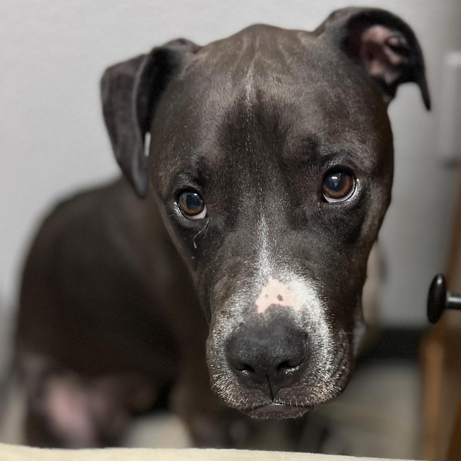 DAISY-MAY, a Adoptable mixed breed in New Port Richey, FL image 2/6