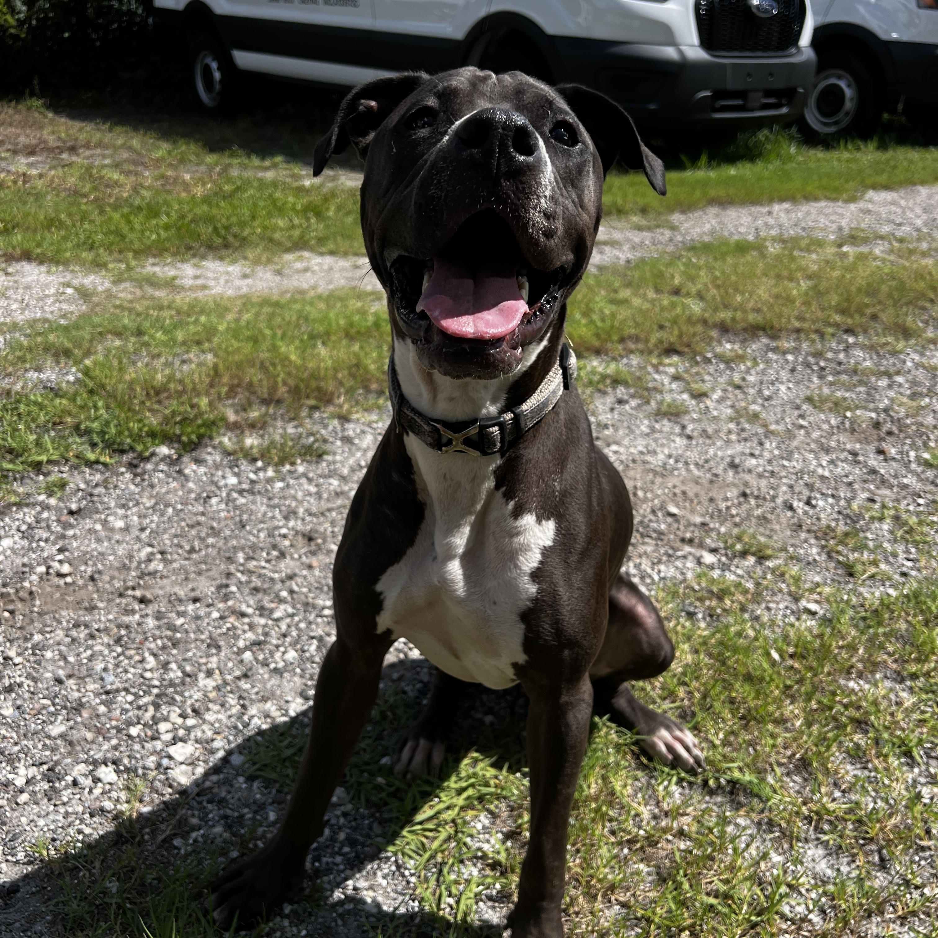 DAISY-MAY, a Adoptable mixed breed in New Port Richey, FL image 3/6