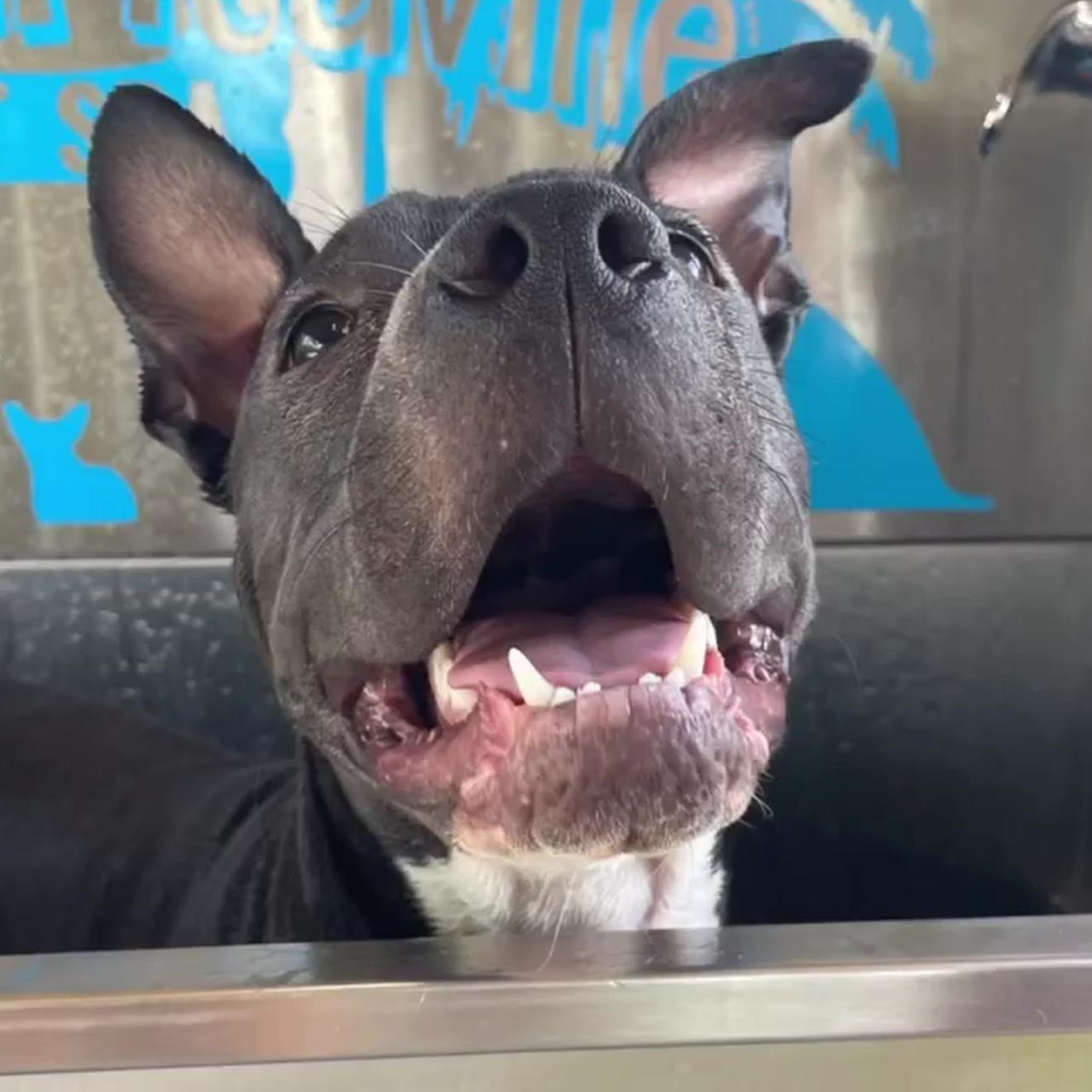 DAISY-MAY, a Adoptable mixed breed in New Port Richey, FL image 4/6