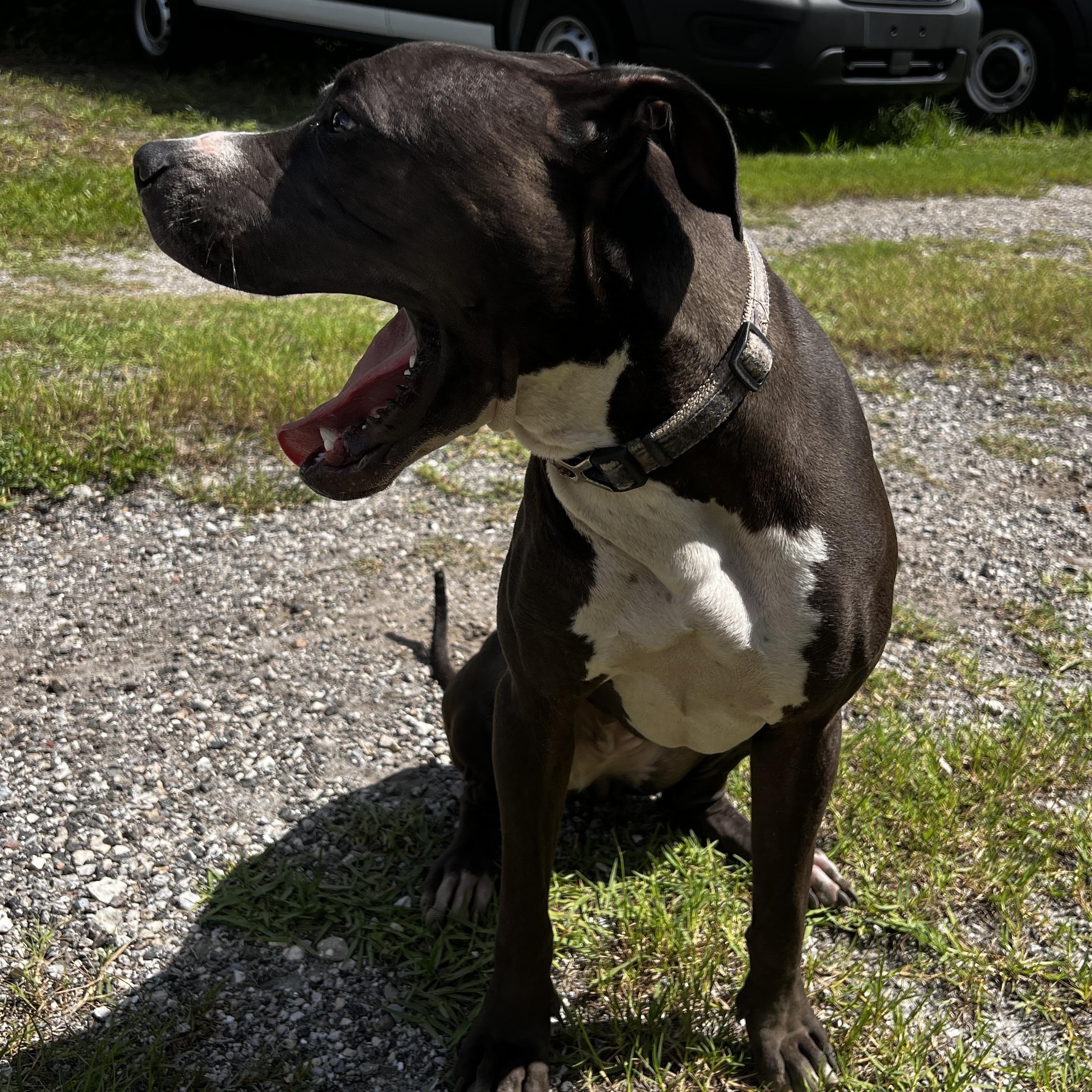 DAISY-MAY, a Adoptable mixed breed in New Port Richey, FL image 5/6