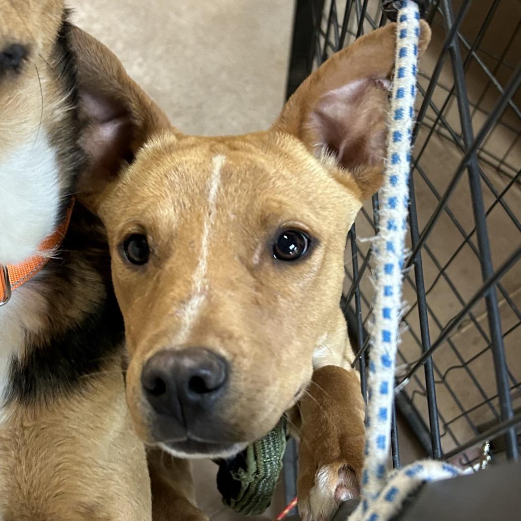 Rizzo, Adoptable, Young Male Cattle Dog & Mixed Breed.
