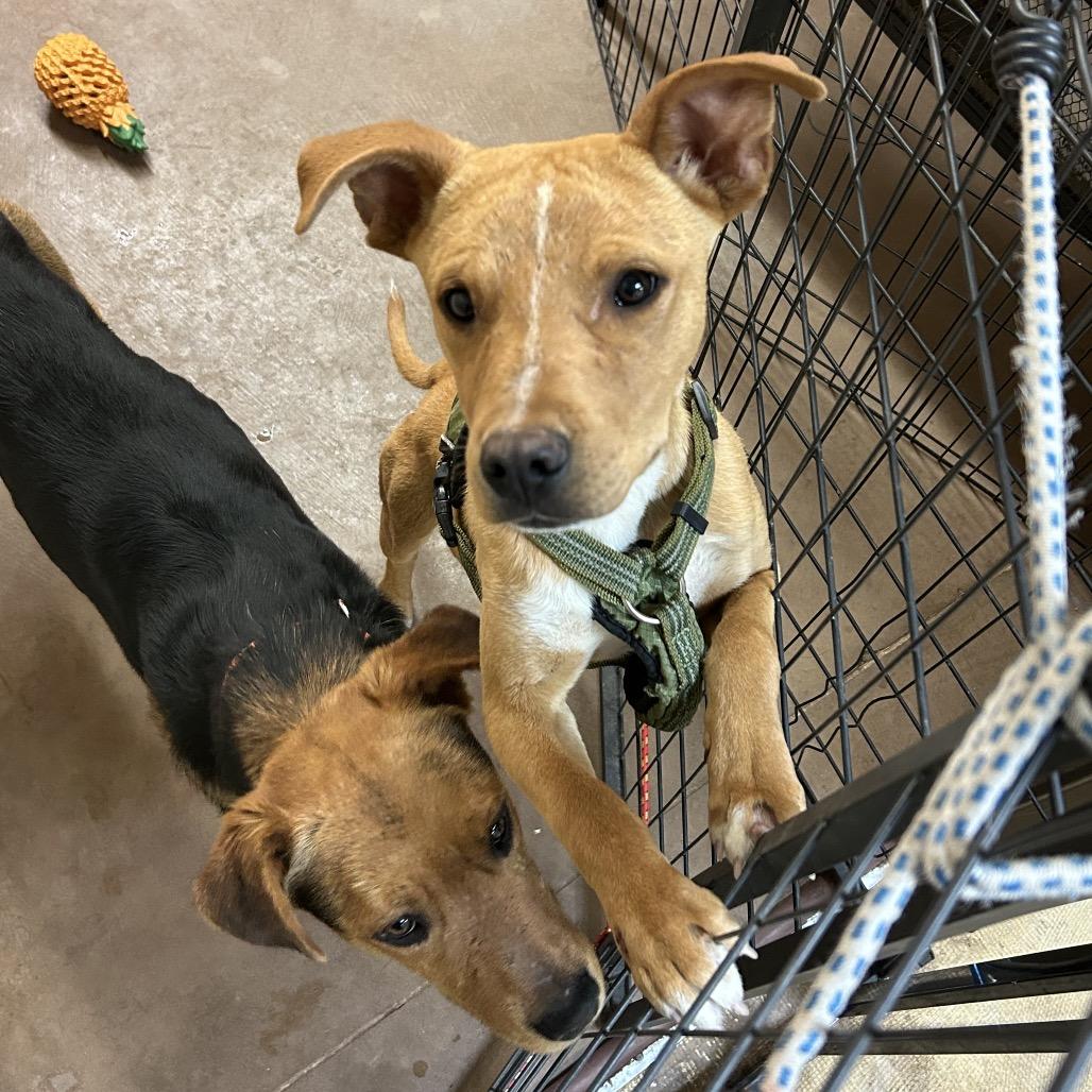 Enlarge Rizzo, a Adoptable mixed breed in Flagstaff, AZ image 2/6