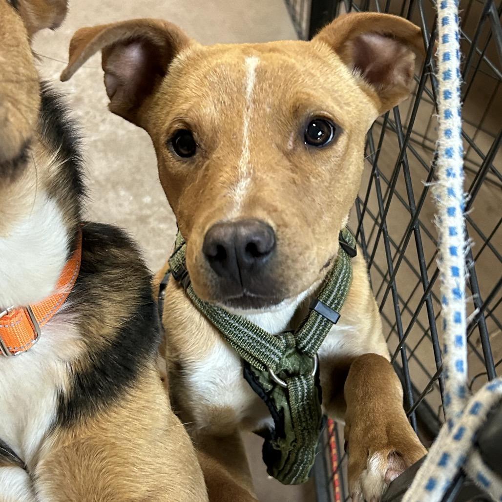 Enlarge Rizzo, a Adoptable mixed breed in Flagstaff, AZ image 3/6