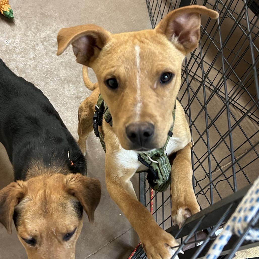 Enlarge Rizzo, a Adoptable mixed breed in Flagstaff, AZ image 4/6