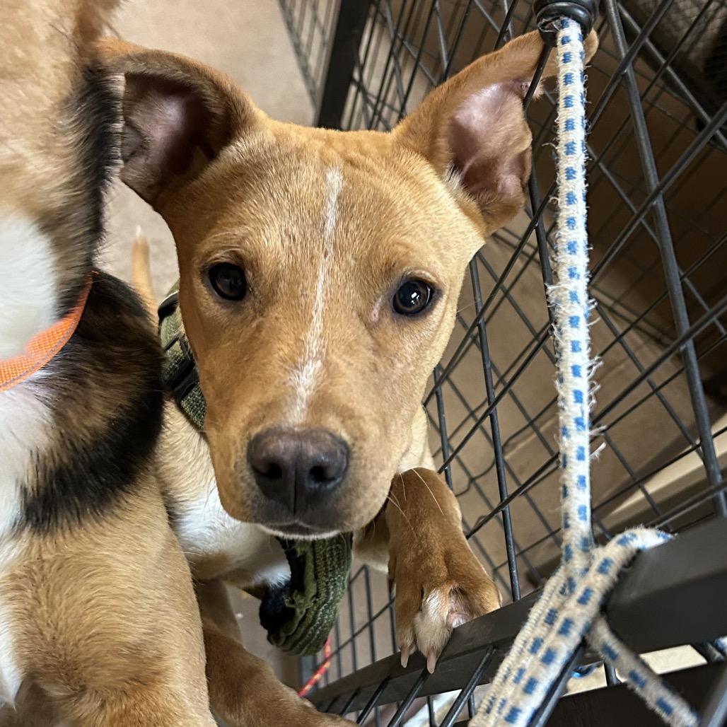 Enlarge Rizzo, a Adoptable mixed breed in Flagstaff, AZ image 5/6