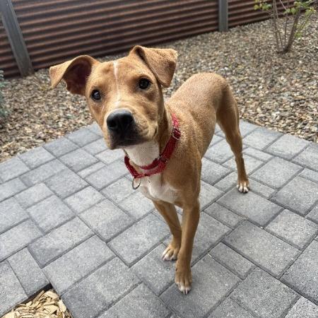 Enlarge Rizzo - In Foster!, a Adoptable mixed breed in Flagstaff, AZ image 5/6