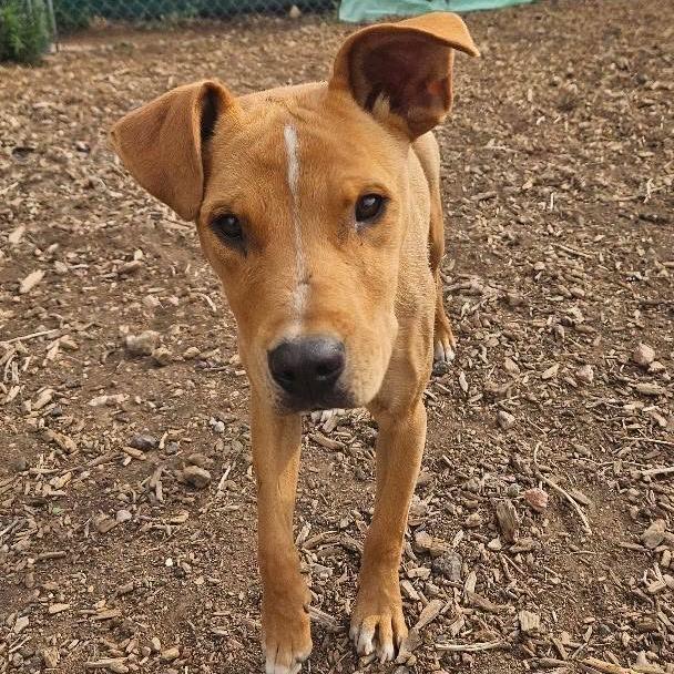 Enlarge Rizzo, a Adoptable mixed breed in Flagstaff, AZ image 6/6