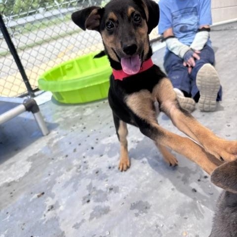 Enlarge Uno, a ADOPTABLE mixed breed in Marion, NC image 1/2