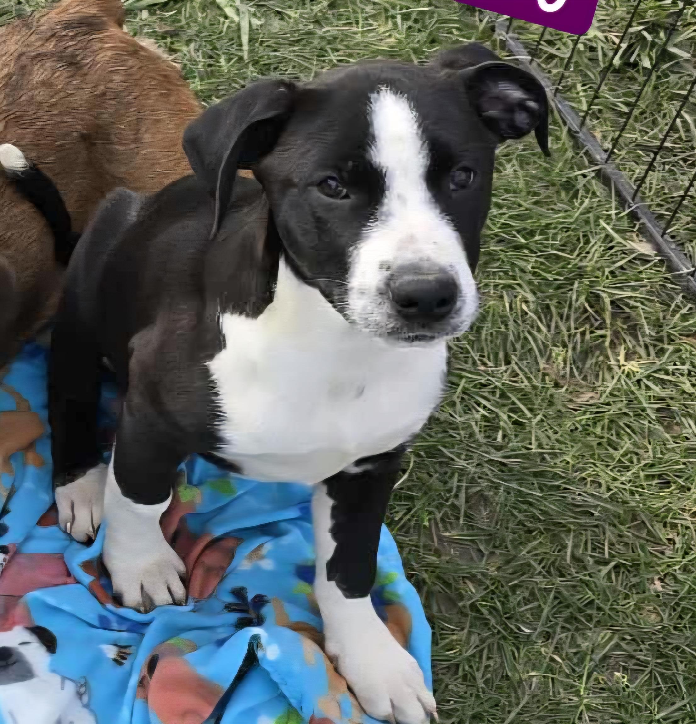 Daisy, Adoptable, Puppy Female Hound.