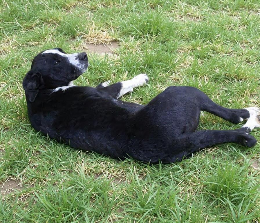 Enlarge Daisy, a Adoptable mixed breed in Wheelersburg, OH image 2/5