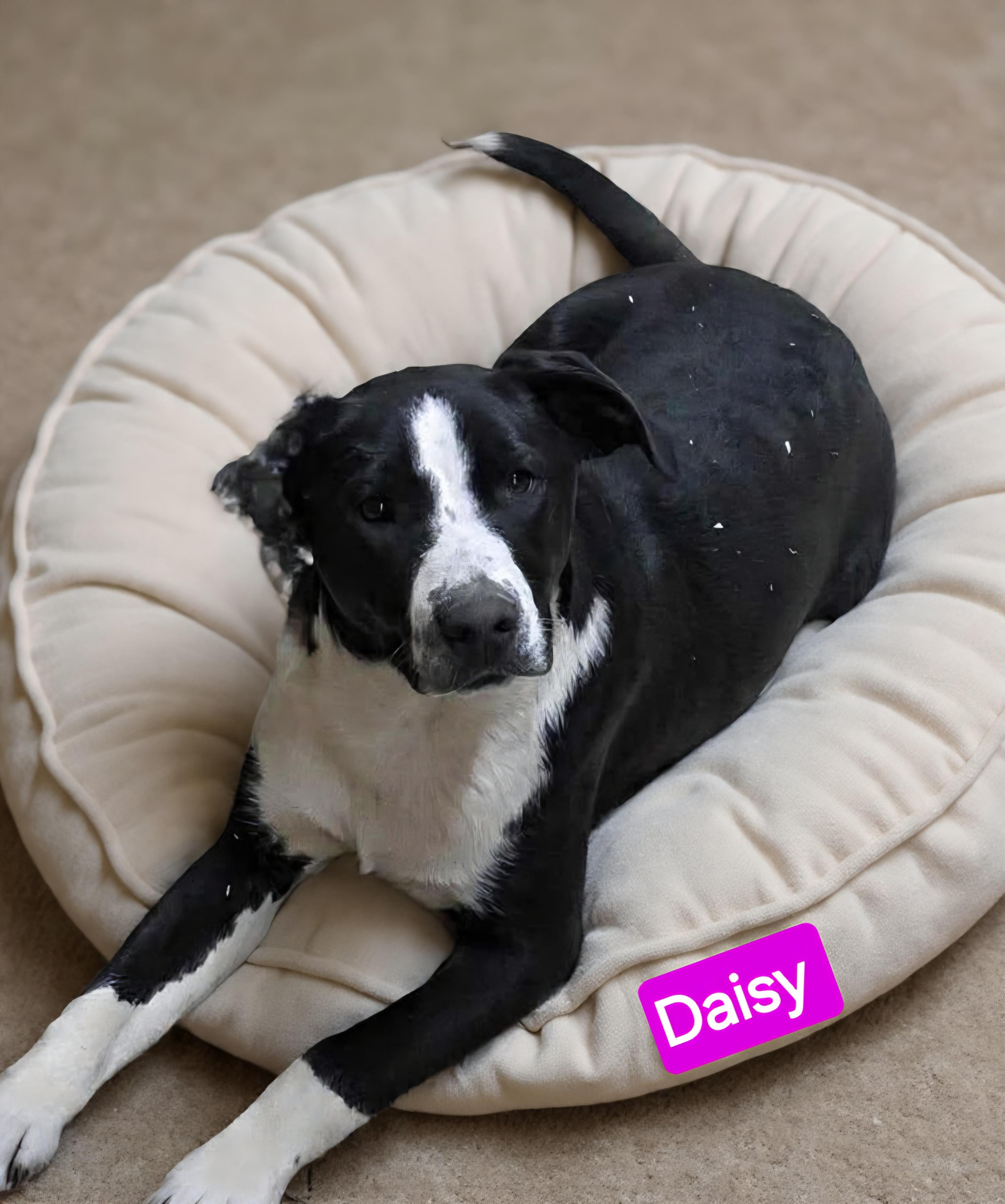 Enlarge Daisy, a Adoptable mixed breed in Wheelersburg, OH image 3/5