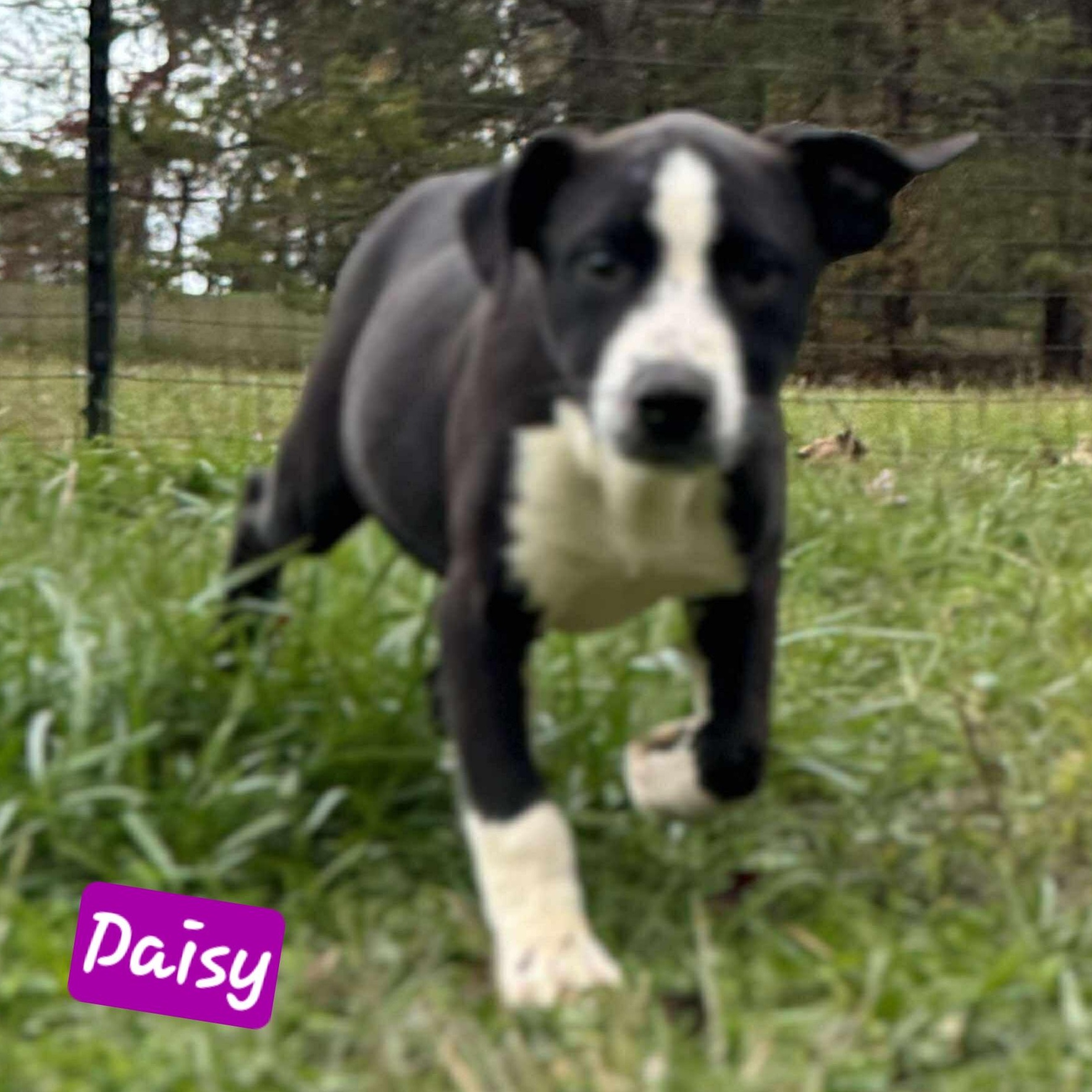 Enlarge Daisy, a Adoptable mixed breed in Wheelersburg, OH image 3/3