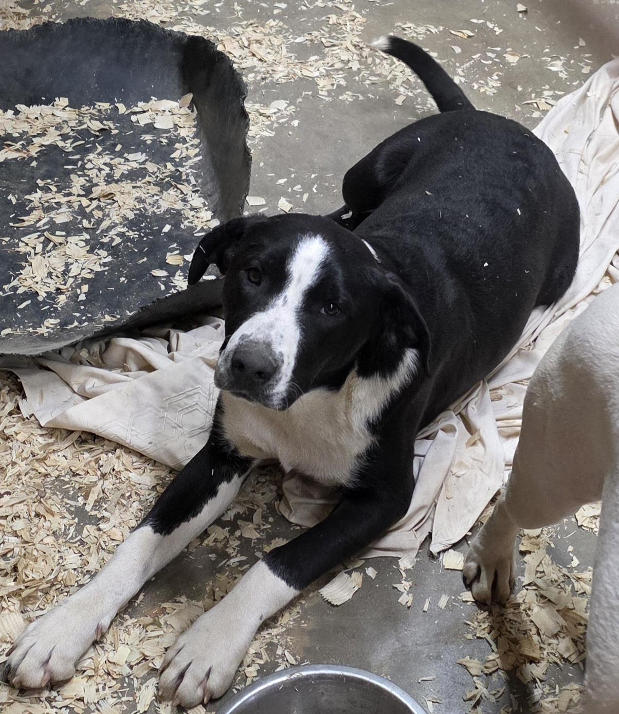 Enlarge Daisy, a Adoptable mixed breed in Wheelersburg, OH image 5/5