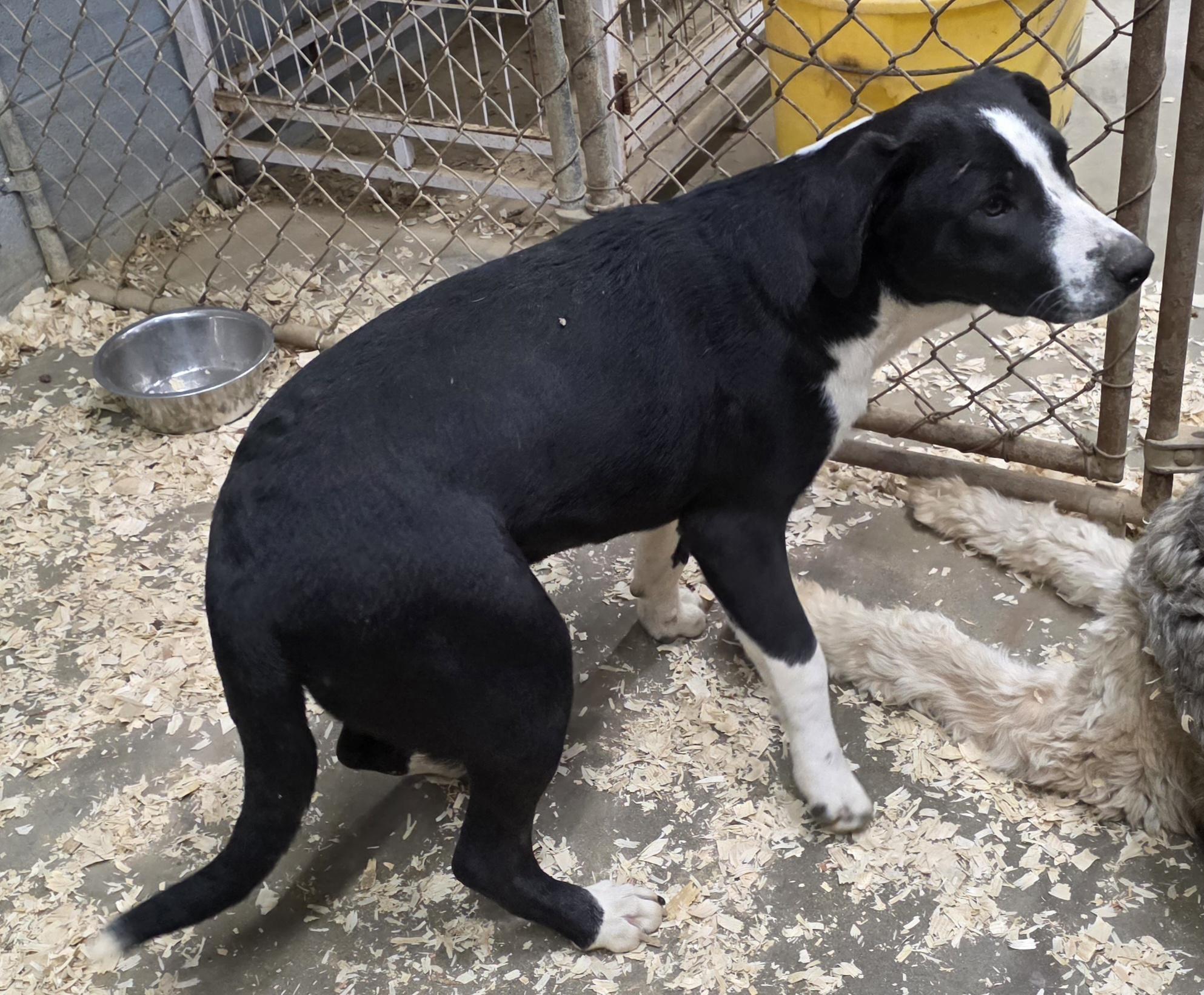 Enlarge Daisy, a Adoptable mixed breed in Wheelersburg, OH image 4/5