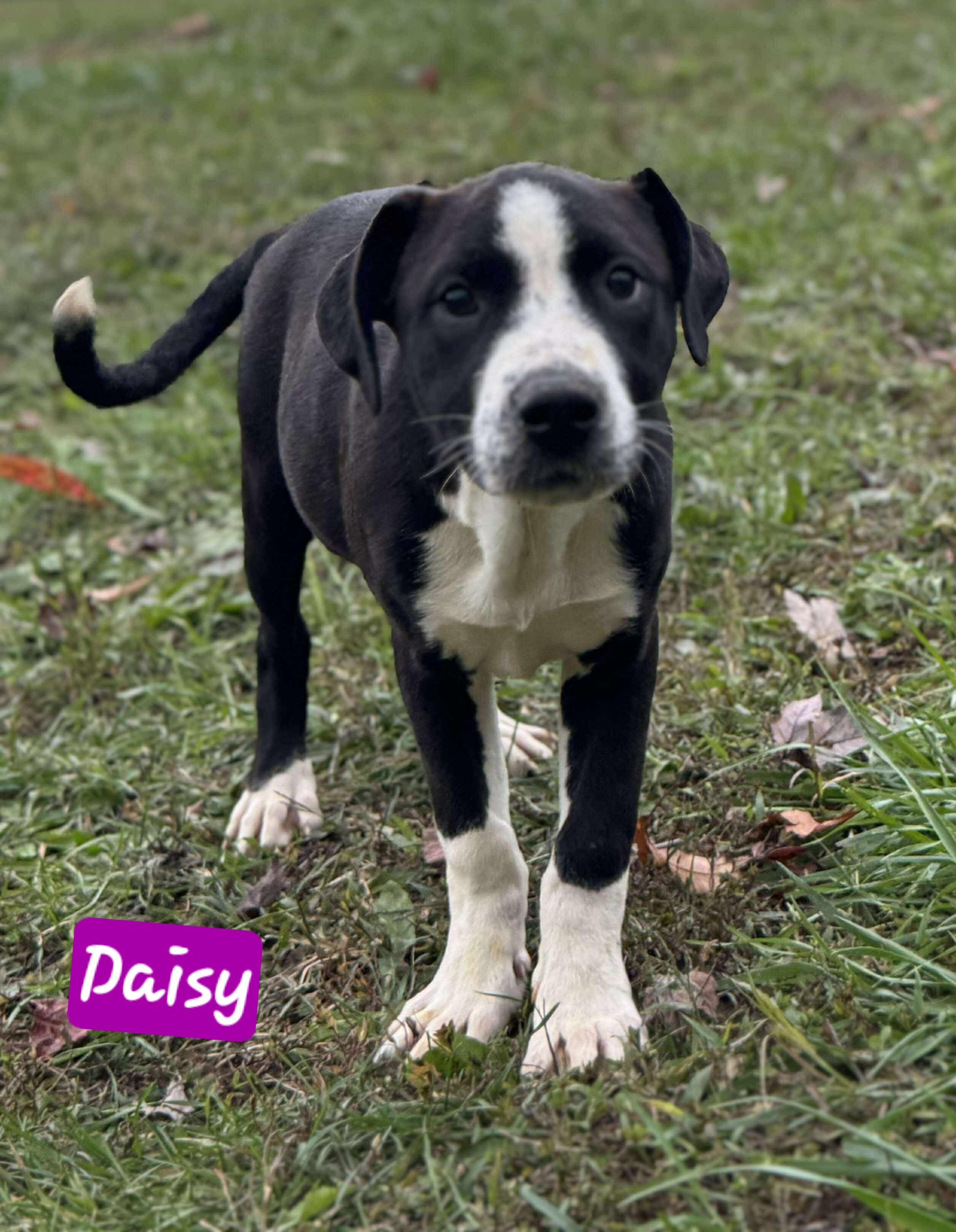 Enlarge Daisy, a Adoptable mixed breed in Wheelersburg, OH image 2/3