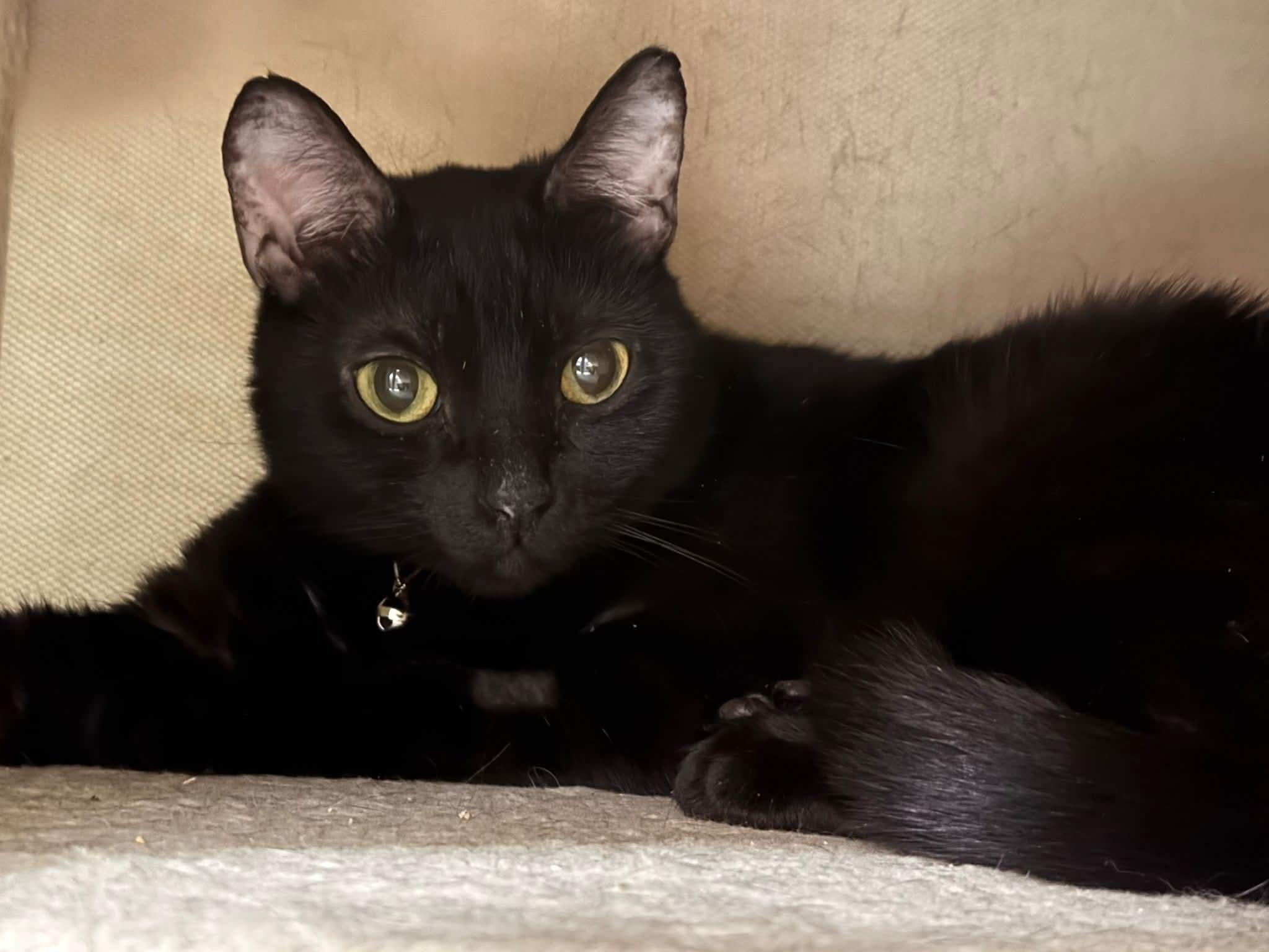 Kiki, ADOPTABLE, Kitten Female Domestic Short Hair.