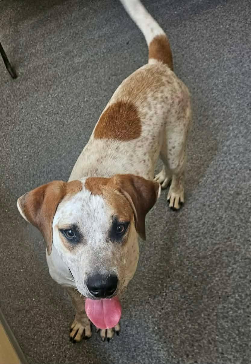 Brownie, Adoptable, Adult Male Hound.
