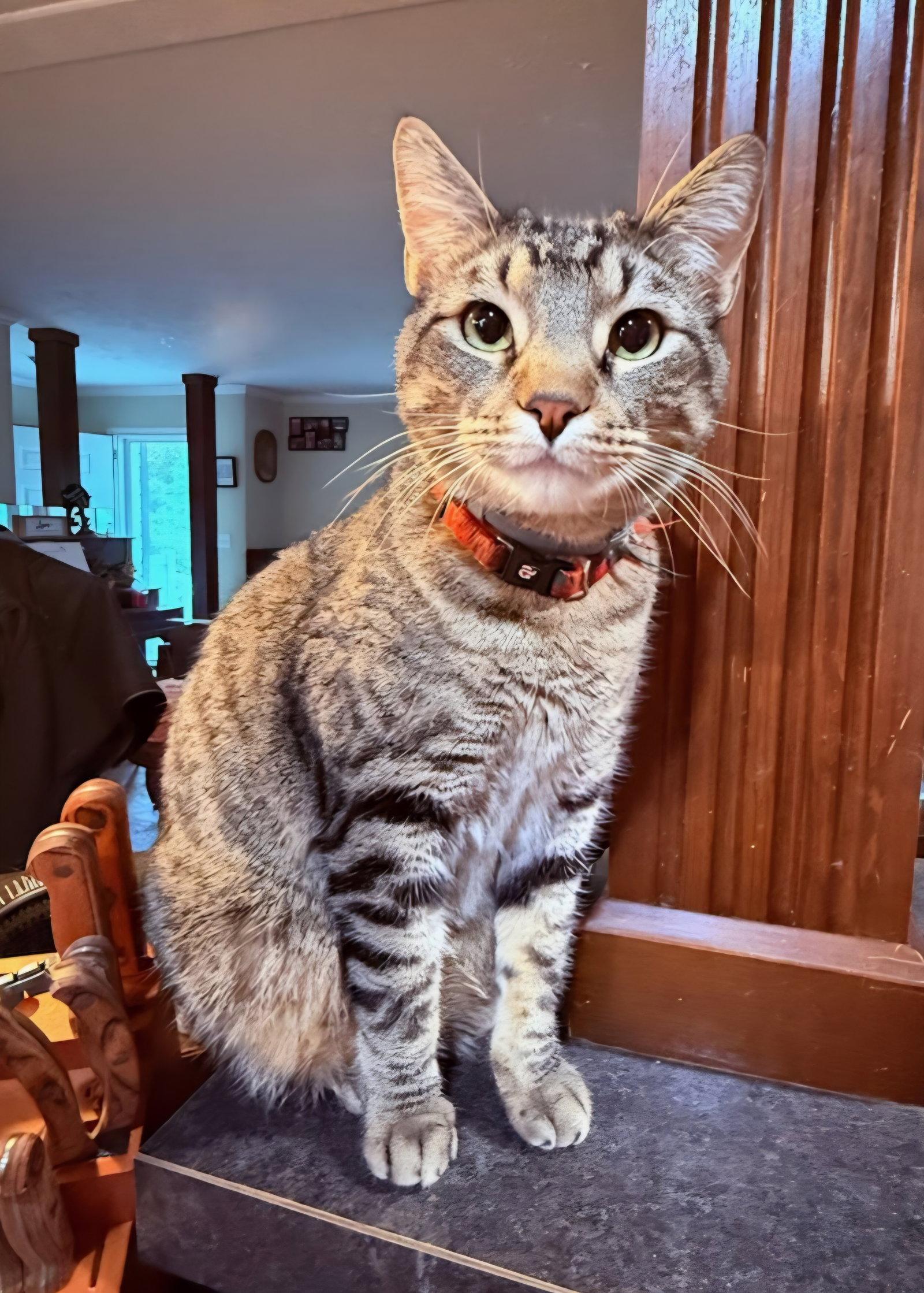 Enlarge Leo, a Adoptable mixed breed in Attalla, AL image 1/3